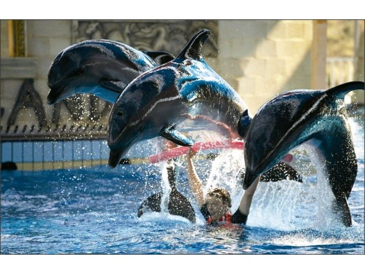 Hotel Dolphinpark Adaland, Kusadasi