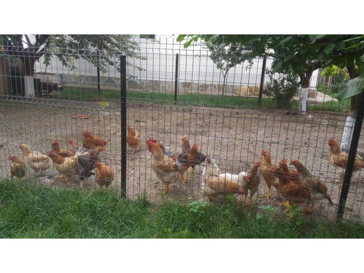 Pensiunea Casa Moldoveana, Piatra Neamt - imaginea 