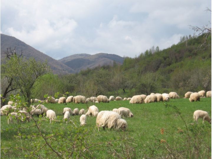 Pensiunea Bunica Eugenia, Sibiel - imaginea 