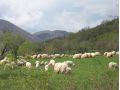 Pensiunea Bunica Eugenia, Sibiel - thumb 25