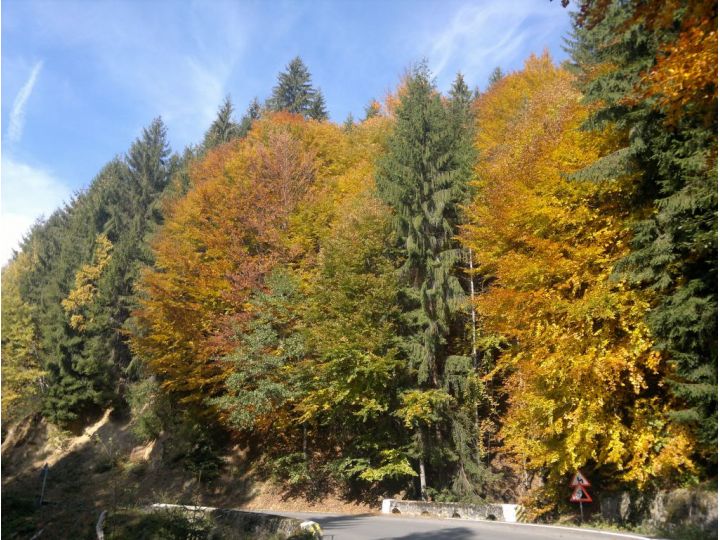 Pensiunea Dara, Transfagarasan - imaginea 