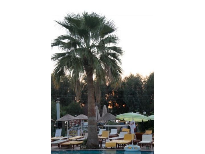 Hotel Club Mira Luna, Bodrum - imaginea 