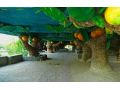 Hotel Naturland Vacation Club in Eco Park, Kemer - thumb 14