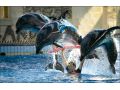 Hotel Dolphinpark Adaland, Kusadasi - thumb 1