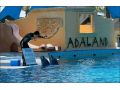Hotel Dolphinpark Adaland, Kusadasi - thumb 4