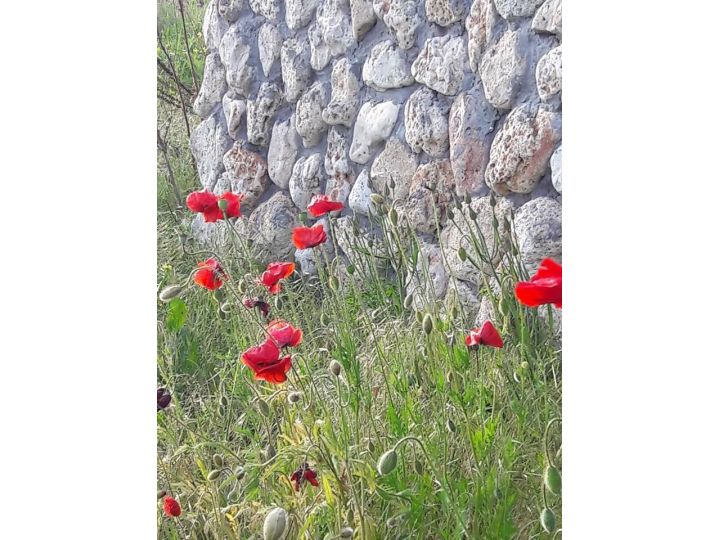 Pensiunea La Actoru, Vama Veche - imaginea 