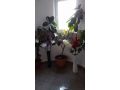 Vila La Famiglia, Eforie Nord - thumb 27