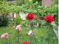Vila Adonis, Baile Herculane - thumb 4