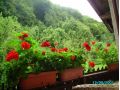 Vila Bica, Sovata - thumb 2