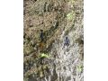 Pensiunea Conacul Bunicilor, Baia de Fier - thumb 18