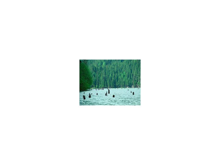 Pensiunea Floare De Colt, Lacu Rosu - imaginea 