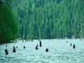Pensiunea Floare De Colt, Lacu Rosu - thumb 2